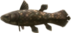 Ancient Fish