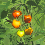 Hylian Tomato 207