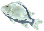 Frozen Porgy - TotK icon.png