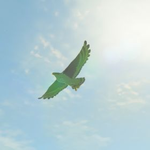 Hyrule-Compendium-Islander-Hawk.png