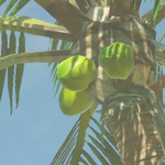 Hyrule-Compendium-Palm-Fruit.png
