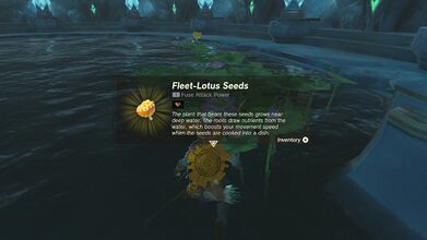 Link picking up Fleet-Lotus Seeds in Tears of the Kingdom