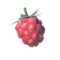 Wildberry.png