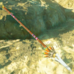 Feathered Spear (Intact) - TotK Compendium.png