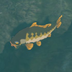 Hyrule-Compendium-Mighty-Carp.png