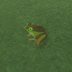 Hyrule-Compendium-Tireless-Frog.png
