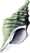 Conch-Horn-Artwork.png