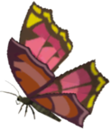 Summerwing Butterfly - TotK icon.png