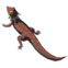 Hightail Lizard