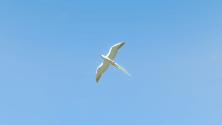 Cloud Seagull 049