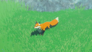Grassland Fox 020