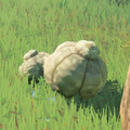 Breath of the Wild Hyrule Compendium picture of the Big Hearty Truffle.