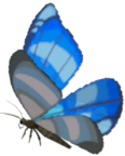 Winterwing Butterfly - TotK icon.png