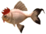 Cuccofish