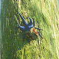Tears of the Kingdom Hyrule Compendium picture of the Bladed Rhino Beetle.