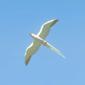 Cloud Seagull - TotK Compendium.png