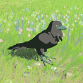 Mountain Crow