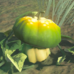 Sun Pumpkin - TotK Compendium.png