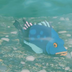Hyrule-Compendium-Armored-Porgy.png